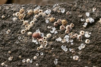 Close-up of snake on rock