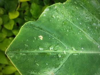 Close-up of raindrops on leaves