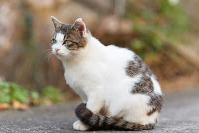 Close-up of a cat sitting on road looking away