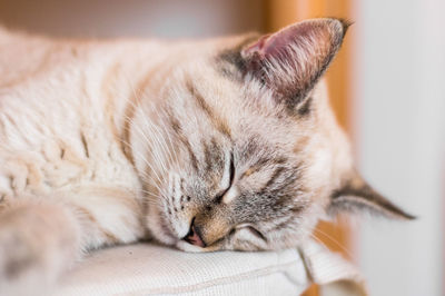 Close-up of cat sleeping