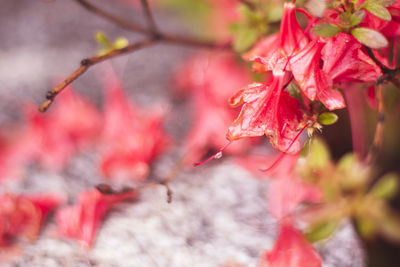 Close-up of red flowering plant during autumn