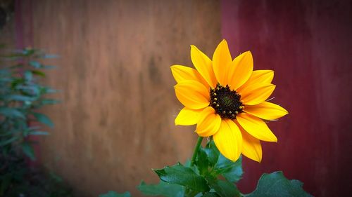 Close-up of yellow flower