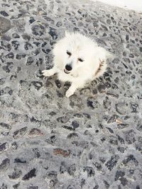 High angle portrait of dog