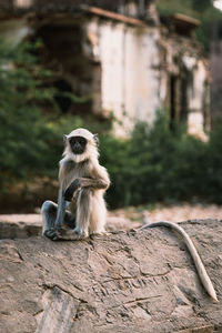 Monkey sitting on a wall