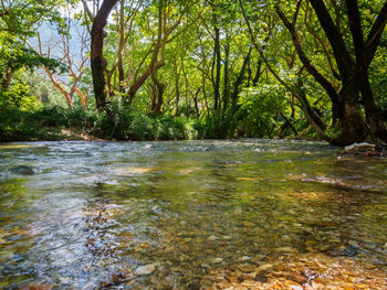 Scenic view of river amidst trees in forest