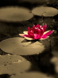 Close-up of pink lotus water lily in pond