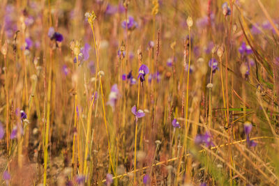 Close-up of purple crocus flowers on field