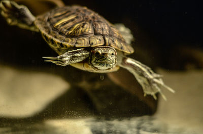 Close-up of turtle swimming in sea