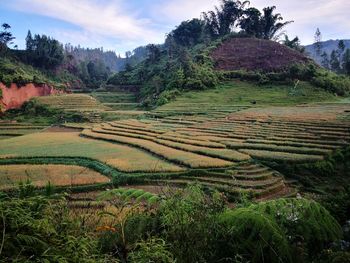 Scenic view of agricultural field against sky