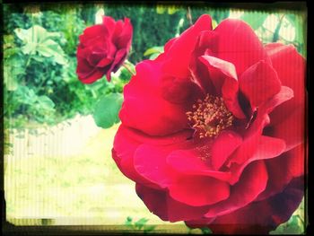 Close-up of pink rose