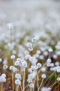 Close-up of white flowering plant on land