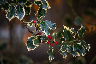 Mistletoe and berries