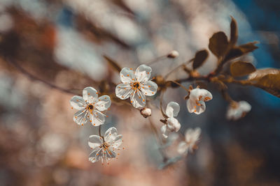 Close-up of white flowers blooming on tree