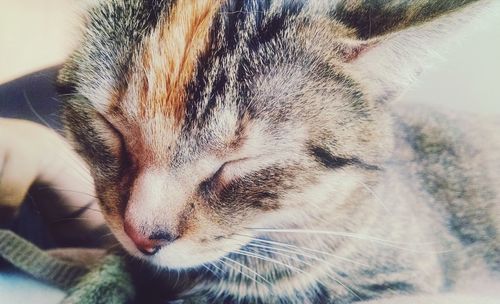 Close-up of cat sleeping at home
