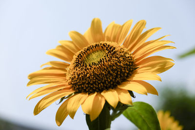 Close-up of sunflower against sky