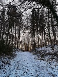 Trees in forest during winter