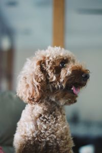 Dog sticking out tongue