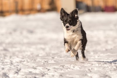 Dog running on beach