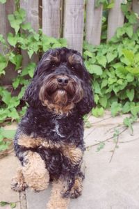 Portrait of dog sitting outdoors