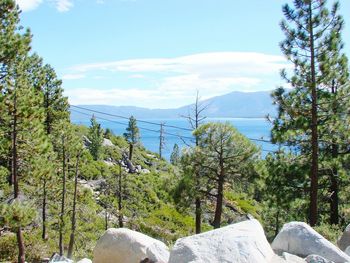 Plants and trees against sky