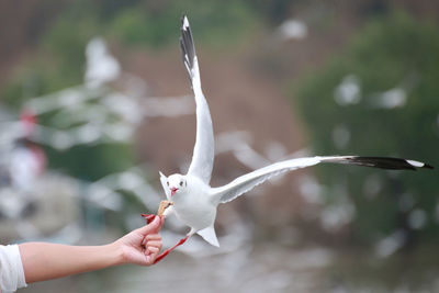 Close-up of hand holding bird flying