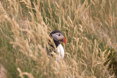 Puffin - sea parrot - clown of the sea - migratory bird perched on a sea cliff amidst grass bed 