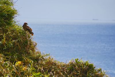 Bird perching on sea against clear sky