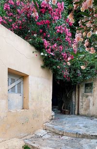 Pink flowering plants by building