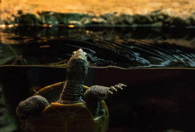 View of turtle swimming in sea