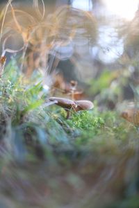 Close-up of spider on field