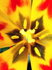 Full frame shot of yellow flower