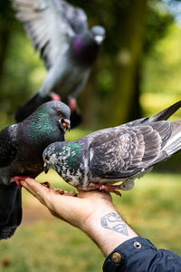 Pigeons eating nuts from hand