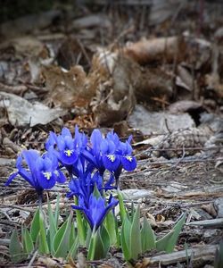 Close-up of purple flowers blooming in field