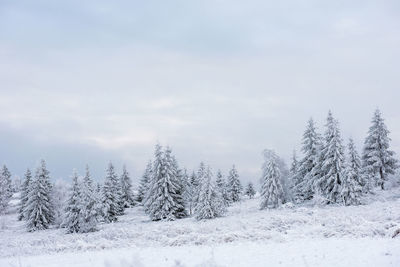 Snow covered pine trees in forest against cloudy sky