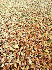 Full frame shot of leaves on ground