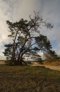 Tree on field against sky