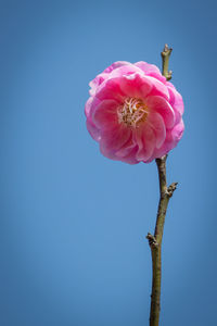 Close-up of pink flower against clear sky