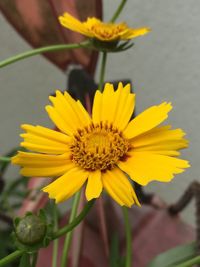 Close-up of yellow flower blooming outdoors