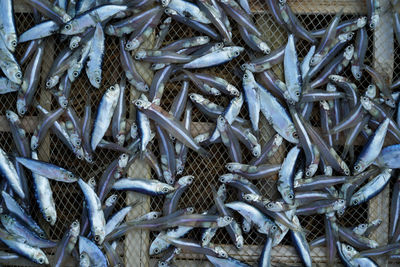 Full frame shot of fish for sale