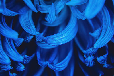 The macro up-close view of the petals of a blue chrysanthemum