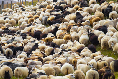 Full frame shot of sheep