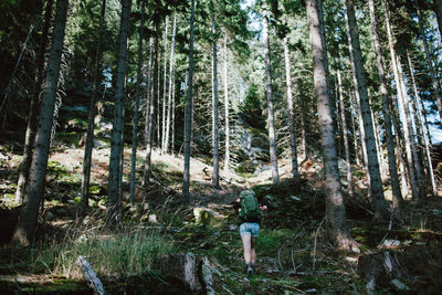 Pine trees in forest