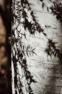 Close-up of tree trunk against wall