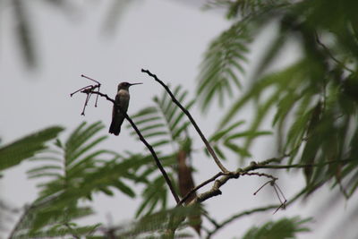 Bird perching on leaf