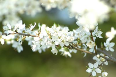 Close-up of white flowers on branch