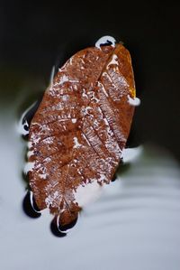 High angle view of dried leaf on table