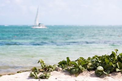 Close-up of plant against sea