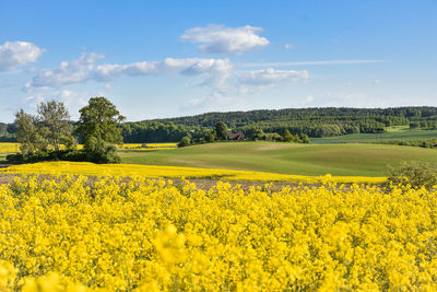 Scenic view of oilseed rape field against sky