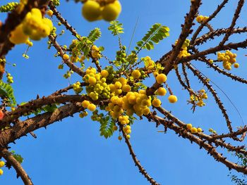 Low angle view of fruits growing on tree against sky