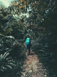 Rear view of man walking in forest